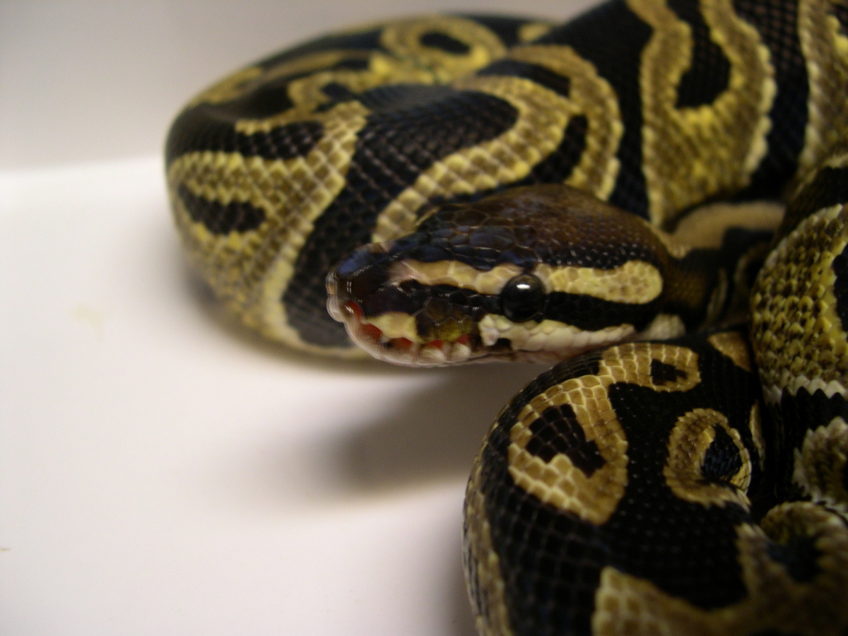 Het Albino Lab Male