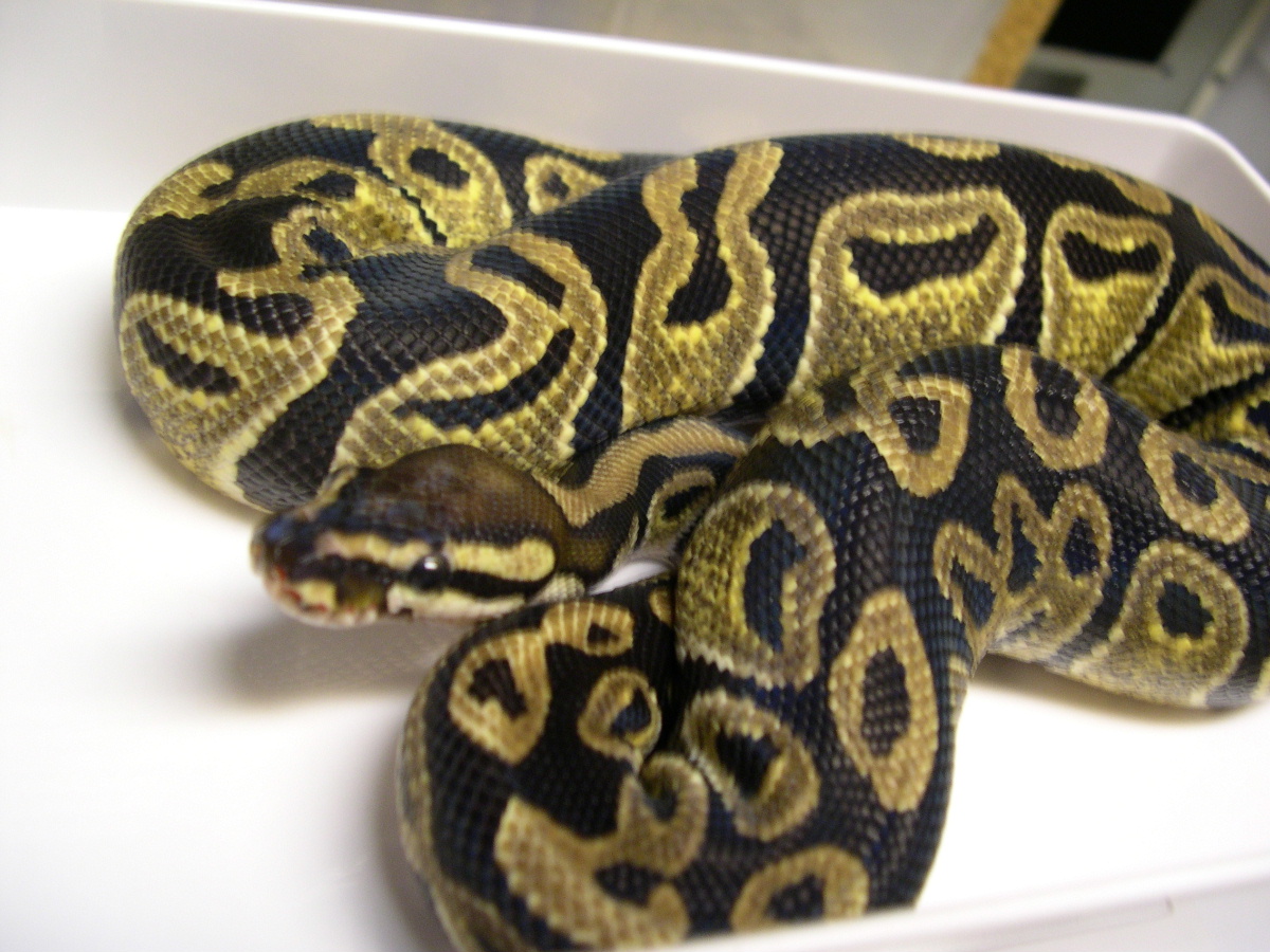 Het Albino Lab Male 2