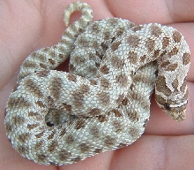 hognose