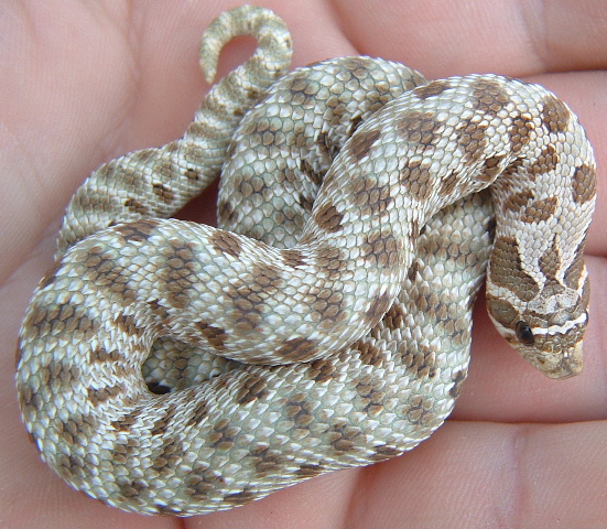 hognose