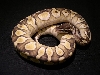 John Piro Pastel Lesser Platty