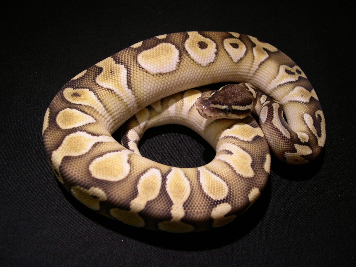 John Piro Pastel Lesser Platinum
