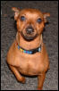 minpin