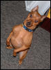 minpin