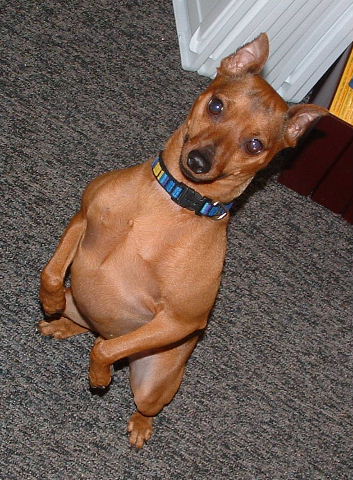 minpin