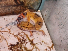 leo