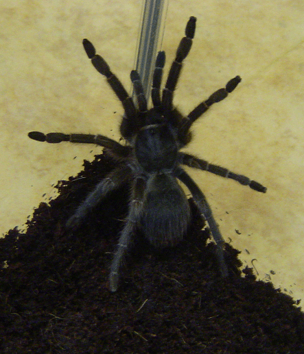 My Costa Rican Zebra