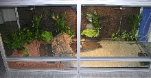 Dwarf Caiman Enclosure