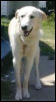 baron's rescue picture