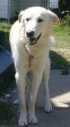 baron's rescue picture
