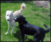 baron and cleo meet