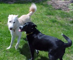 baron and cleo meet