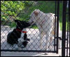 cleo and baron at gate
