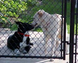 cleo and baron at gate