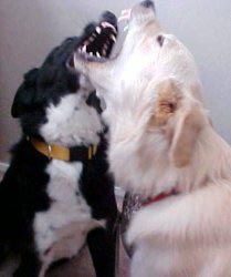 cleo and baron playing