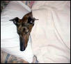 sleepy greyhound