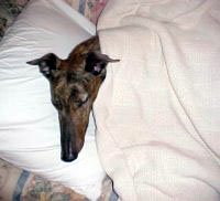 sleepy greyhound
