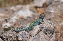 C, collaris male 2010