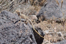 C. nebrius male 2010