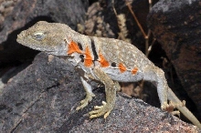 C. nebrius female 2010