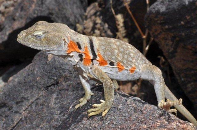 C. nebrius female 2010
