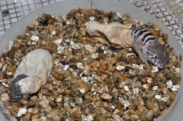 Hatching Baja Collared Lizards