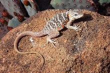 Codie Gravid