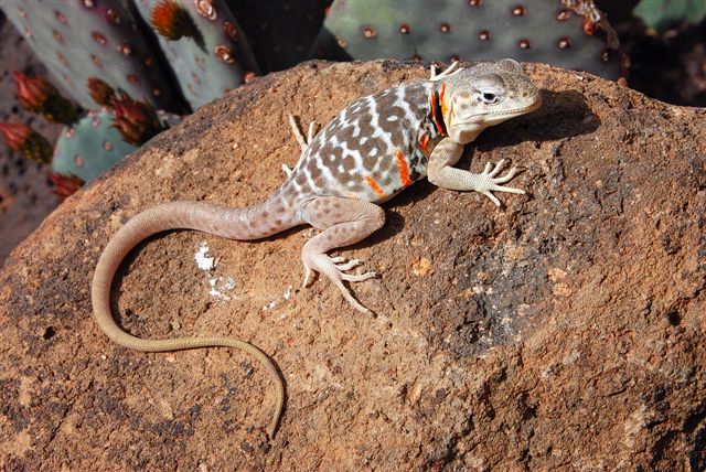 Codie Gravid