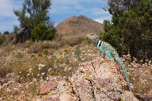 Male C.  collaris