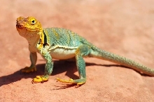 Yellowhead female