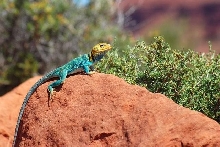 Yellowhead Male