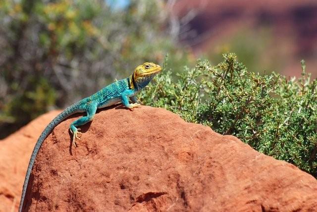 Yellowhead Male