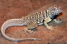 Male C. vestigium