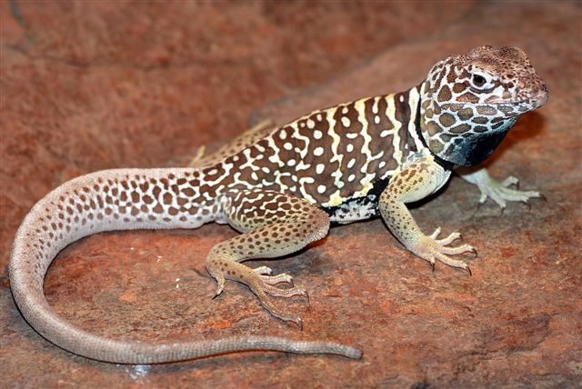 Male C. vestigium