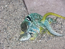 Mating dickersonae