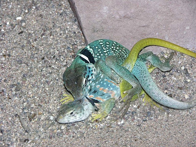 Mating dickersonae