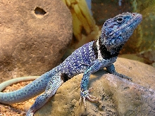 Captive bred C. dickersonae 4-4-06