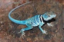 yearling C. dickersonae