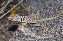 C. bicinctores hatchling 9-15-10