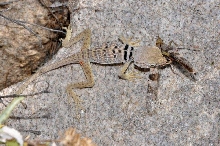 C. bicinctores eating a grasshopper