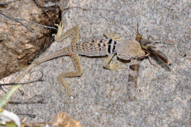 C. bicinctores eating a grasshopper