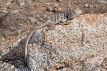 C. bicinctores 9-15-10 pic 2