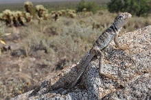 C. bicinctores 9-15-10