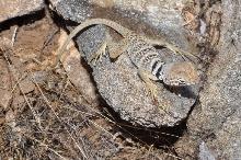 2010 Hatchling 3
