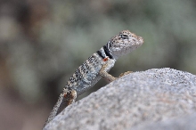 2010 Mojave Hatchling 1