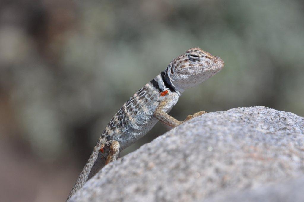 2010 Mojave Hatchling 1
