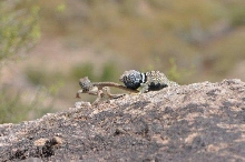 C. bicinctores pair 2010