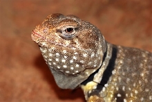 Phoenix Jr. face shot