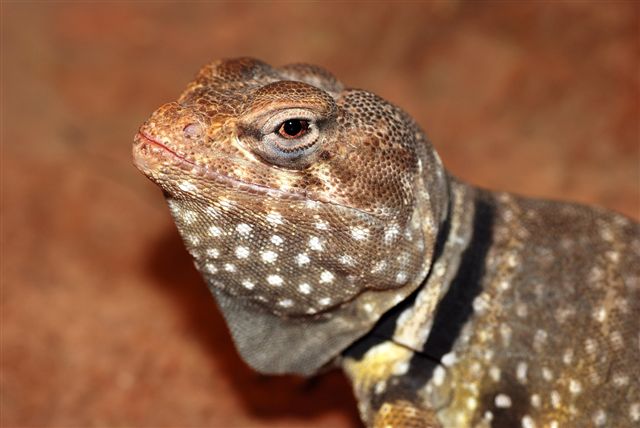 Phoenix Jr. face shot