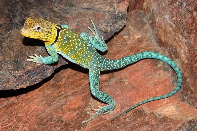 Aquaflame male